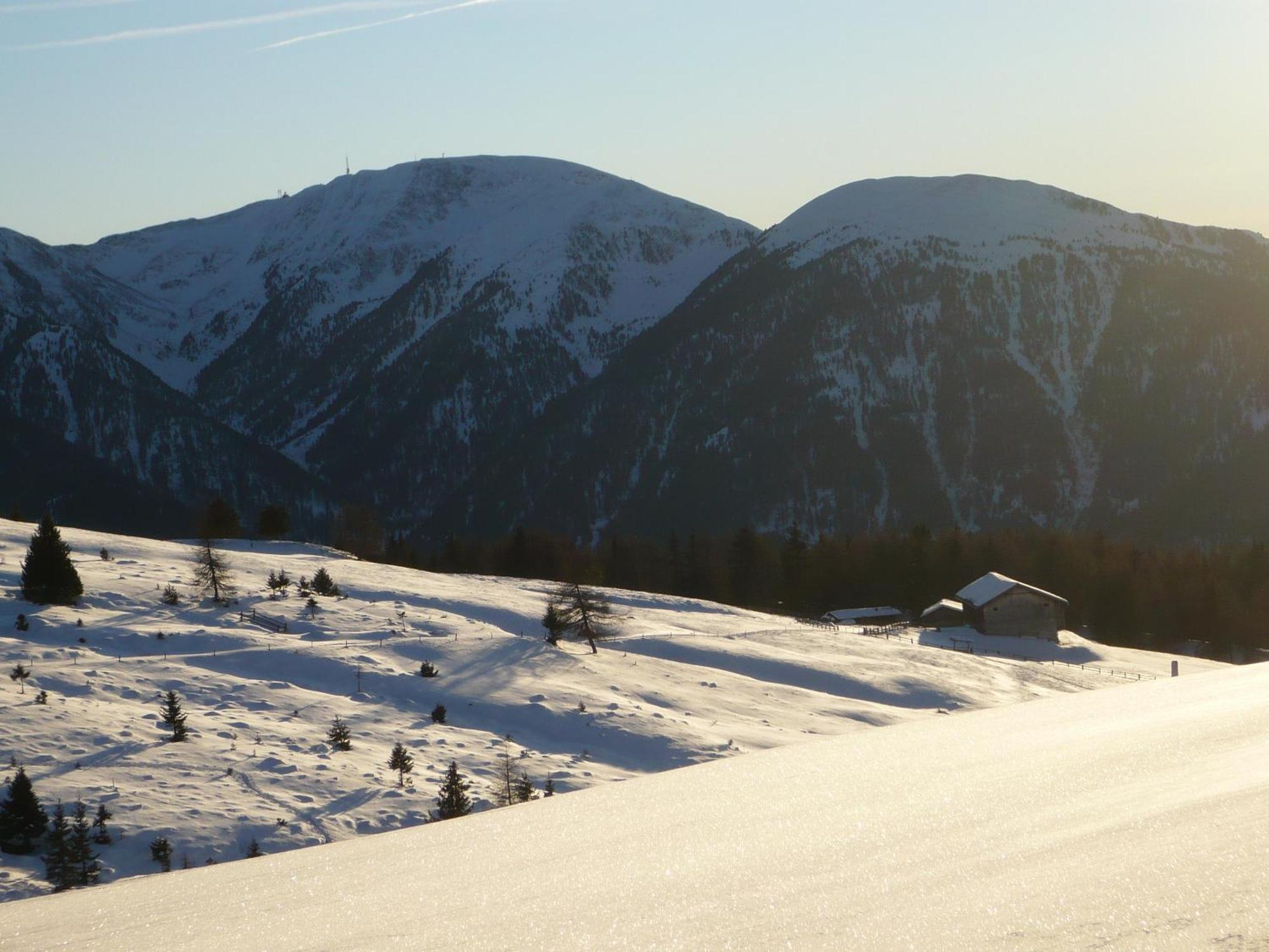 Alpenrose